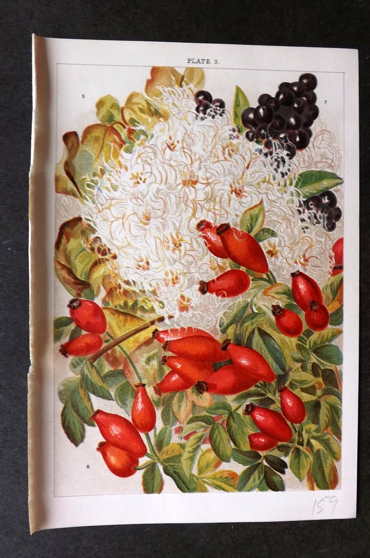 Weathers, John 1903 Botanical Print. Clematis, Rosa Canina, Ligustrum 03: Chromolithograph Published 1903, London for "Beautiful Flowering Trees and Shrubs for British and Irish Gardens" by John Weathers. Illustrated by John Allen. Paper Size: 8 x 5.5 inch (20 x 14cm) Good 