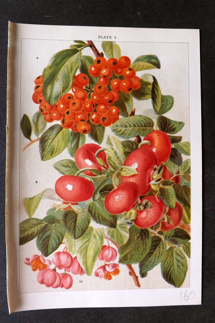 Weathers, John 1903 Botanical Print. Rosa Rugosa, Crataegus, Euonymus 04 (1 of 1)