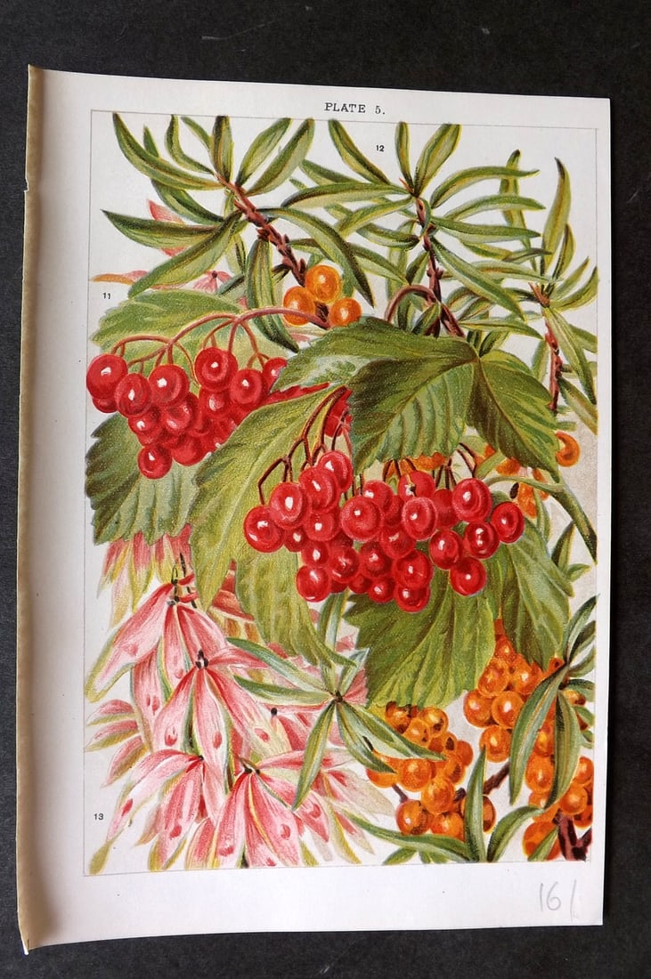 Weathers, John 1903 Botanical Print. Viburnum, Hippophae, Alianthus 05: Chromolithograph Published 1903, London for "Beautiful Flowering Trees and Shrubs for British and Irish Gardens" by John Weathers. Illustrated by John Allen. Paper Size: 8 x 5.5 inch (20 x 14cm) Good 