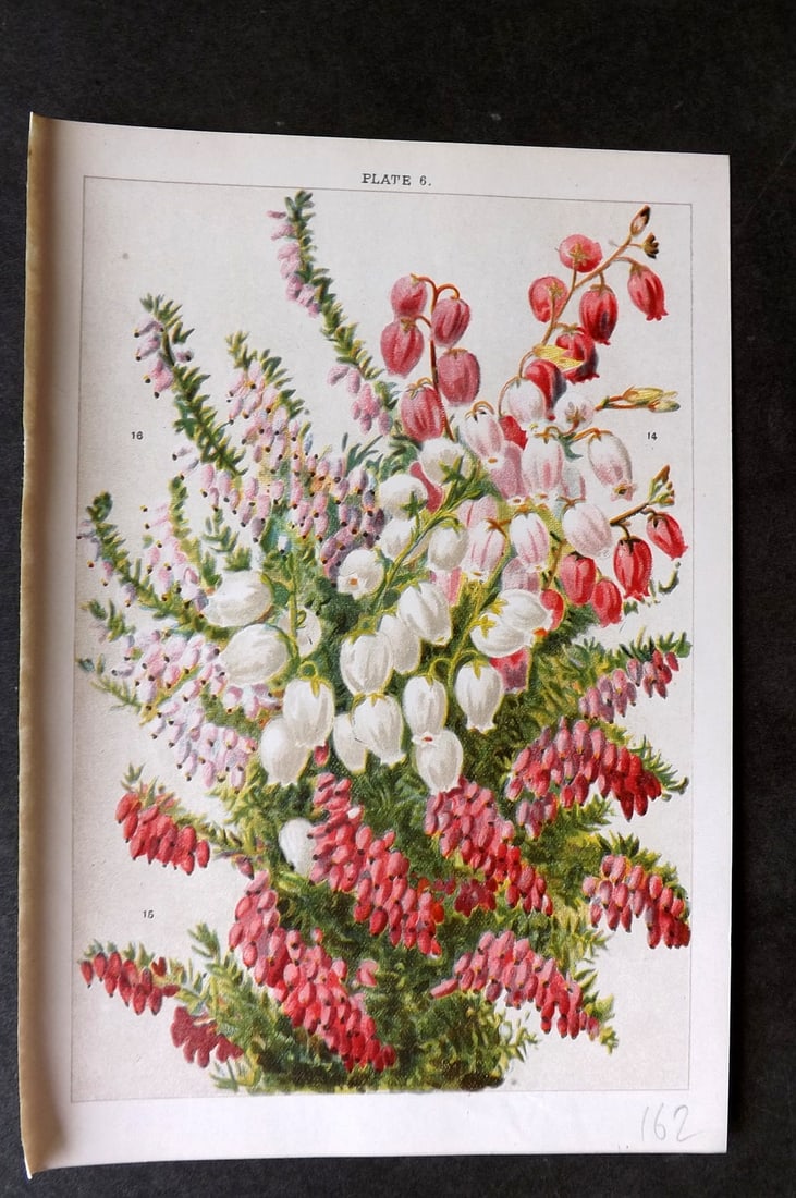 Weathers, John 1903 Botanical Print. Daboecia Polifolia, Erica 06 (1 of 1)