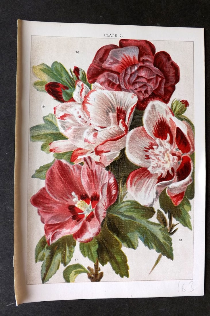 Weathers, John 1903 Botanical Print. Hibiscus 07 (1 of 1)