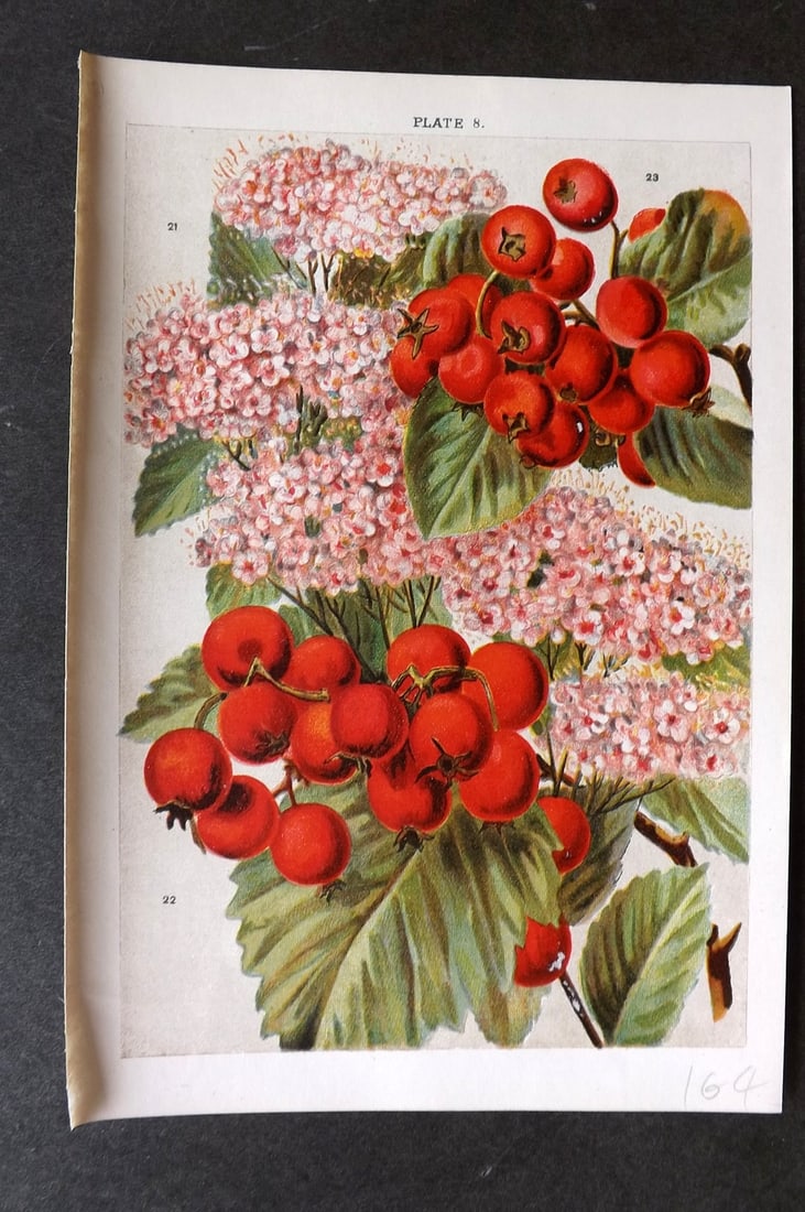 Weathers, John 1903 Botanical Print. Spiraea, Crataegus 08 (1 of 1)