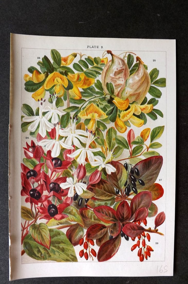 Weathers, John 1903 Botanical Print. Clerodendron, Colutea, Berberis 09: Chromolithograph Published 1903, London for "Beautiful Flowering Trees and Shrubs for British and Irish Gardens" by John Weathers. Illustrated by John Allen. Paper Size: 8 x 5.5 inch (20 x 14cm) Good 