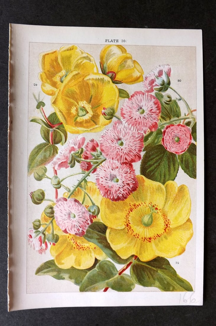 Weathers, John 1903 Botanical Print. Hypericum, Rubus Ulmifolius 10: Chromolithograph Published 1903, London for "Beautiful Flowering Trees and Shrubs for British and Irish Gardens" by John Weathers. Illustrated by John Allen. Paper Size: 8 x 5.5 inch (20 x 14cm) Good 