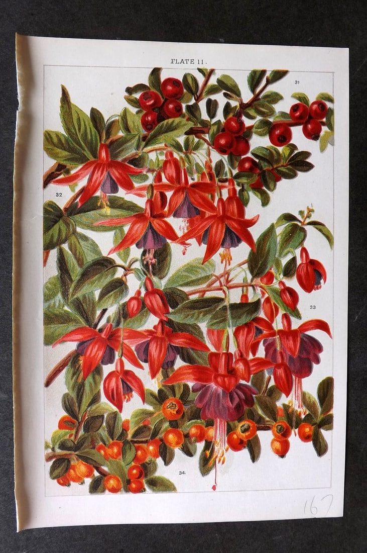 Weathers, John 1903 Botanical Print. Cotoneaster, Fuchsia 11: Chromolithograph Published 1903, London for "Beautiful Flowering Trees and Shrubs for British and Irish Gardens" by John Weathers. Illustrated by John Allen. Paper Size: 8 x 5.5 inch (20 x 14cm) Good 