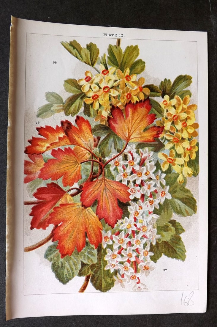 Weathers, John 1903 Botanical Print. Ribes Aureum & Sanguineum 12: Chromolithograph Published 1903, London for "Beautiful Flowering Trees and Shrubs for British and Irish Gardens" by John Weathers. Illustrated by John Allen. Paper Size: 8 x 5.5 inch (20 x 14cm) Good 