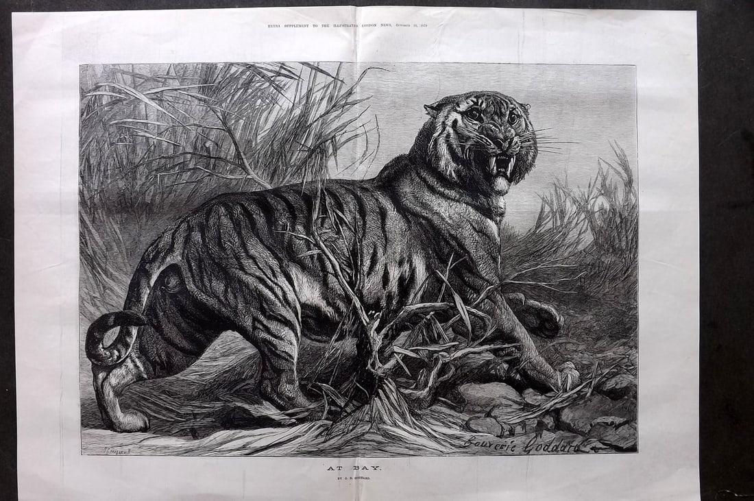 ILN 1872 LG Folio Print. At Bay. Tiger after G. B. Goddard (1 of 1)