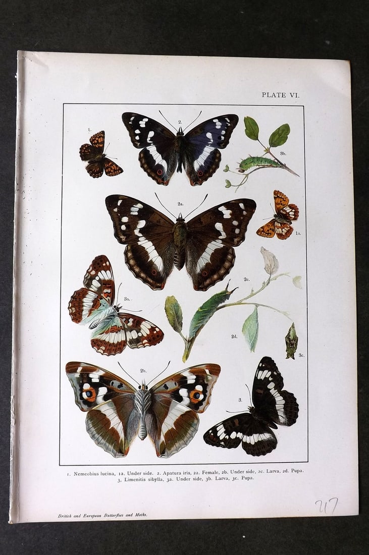 Kappel & Kirby C1895 Antique Print. Nemeobius, Apatura Butterflies 06: Chromolithograph Published C1895, London for "British and European Butterflies and Moths" by A. W. Kappel and W. Egmont Kirby. Paper Size: 11.5 x 8 inch (29 x 21cm) Good Condition