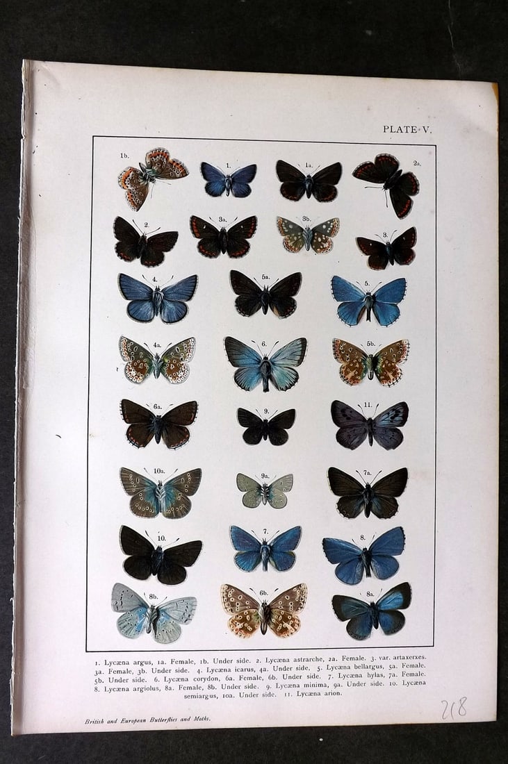Kappel & Kirby C1895 Antique Print. Lycaena Butterflies 05: Chromolithograph Published C1895, London for "British and European Butterflies and Moths" by A. W. Kappel and W. Egmont Kirby. Paper Size: 11.5 x 8 inch (29 x 21cm) Good Condition