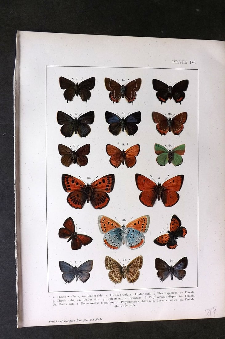 Kappel & Kirby C1895 Antique Print. Thecla, Polyommatus Butterflies 04: Chromolithograph Published C1895, London for "British and European Butterflies and Moths" by A. W. Kappel and W. Egmont Kirby. Paper Size: 11.5 x 8 inch (29 x 21cm) Good Condition