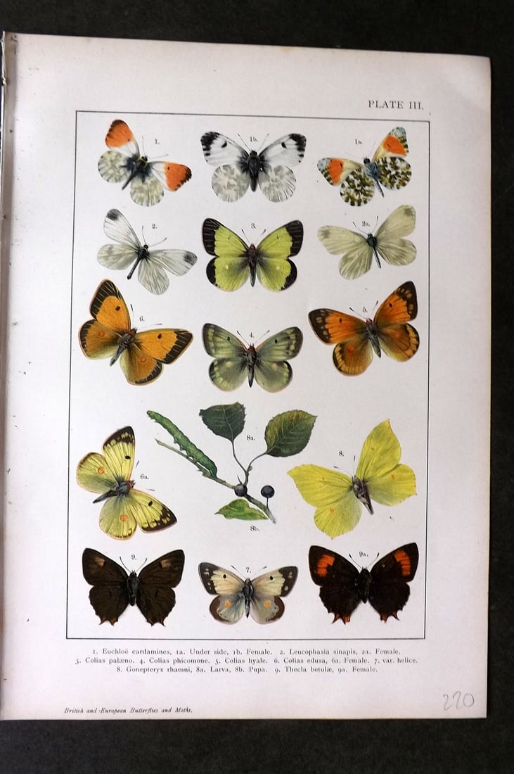 Kappel & Kirby C1895 Antique Print. Euchloe, Leucophasia, Colias, Thecla Butterflies 03 (1 of 1)