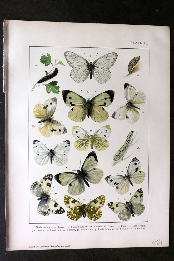 Kappel & Kirby C1895 Antique Print. Pieris Butterflies 02: Chromolithograph Published C1895, London for "British and European Butterflies and Moths" by A. W. Kappel and W. Egmont Kirby. Paper Size: 11.5 x 8 inch (29 x 21cm) Good Condition