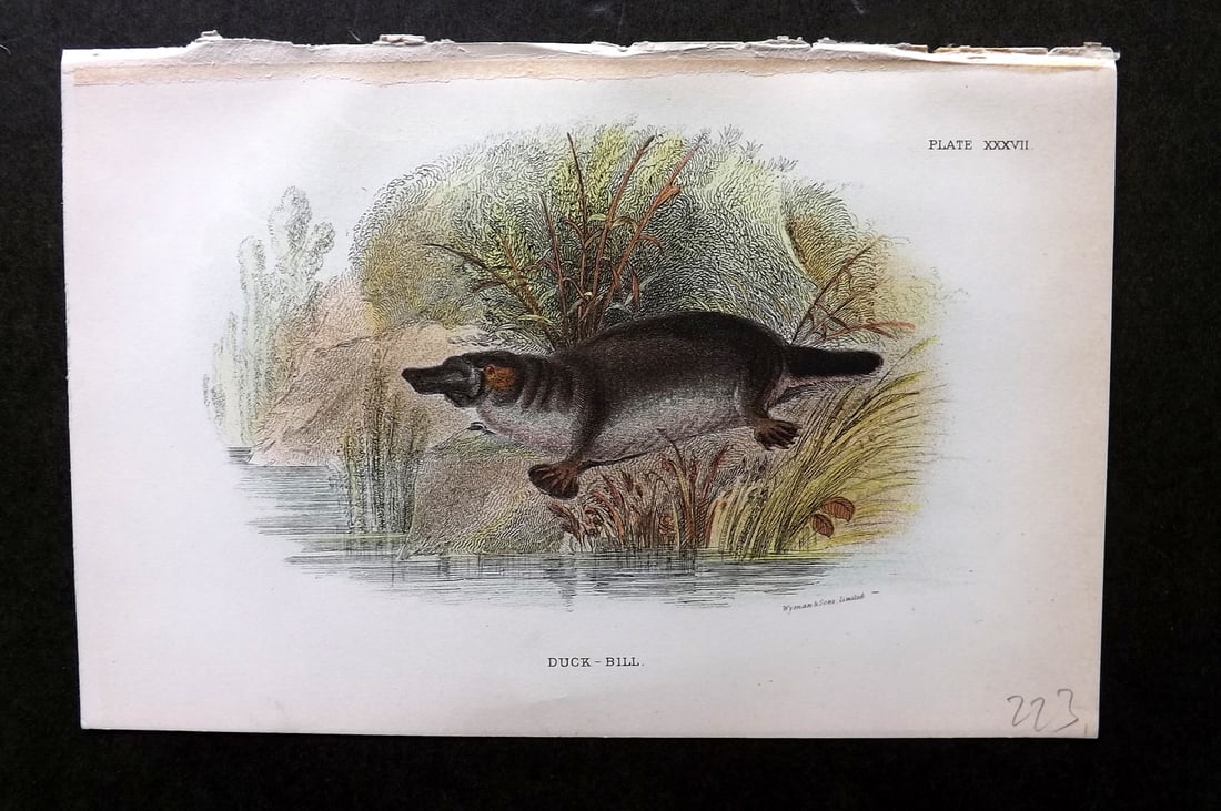 Lloyds's 1897 Print. Duckbill Platypus. Australia (1 of 1)