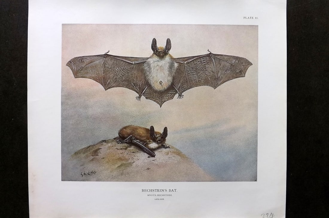 Millais, John 1904 Rare Folio Print. Behstein's Bat: Folio Offset Lithograph Published 1904, London for "The Mammals of Great Britain and Ireland" by John Guille Millais. Illustrated by Archibald Thorburn, George Lodge and the Author. Rare - Limited Edi