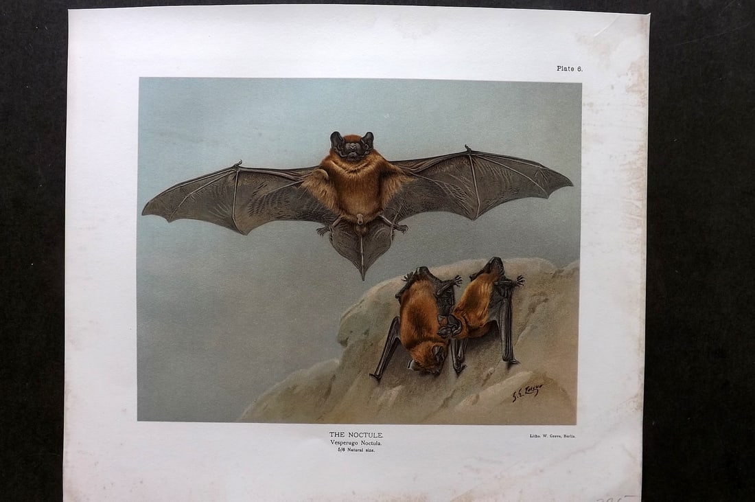 Millais, John 1904 Rare Folio Print. Noctule Bat (1 of 1)