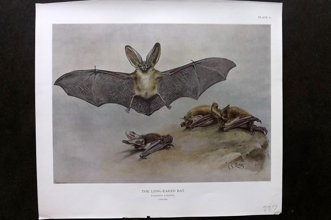 Millais, John 1904 Rare Folio Print. Long Eared Bat (1 of 1)