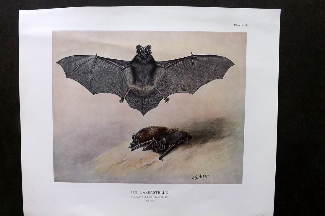 Millais, John 1904 Rare Folio Print. Barbastelle Bat (1 of 1)