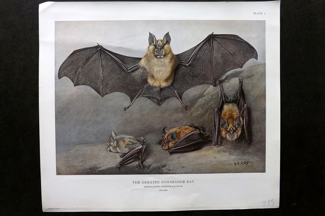 Millais, John 1904 Rare Folio Print. Greater Horseshoe Bat: Folio Offset Lithograph Published 1904, London for "The Mammals of Great Britain and Ireland" by John Guille Millais. Illustrated by Archibald Thorburn, George Lodge and the Author. Rare - Limited Edi