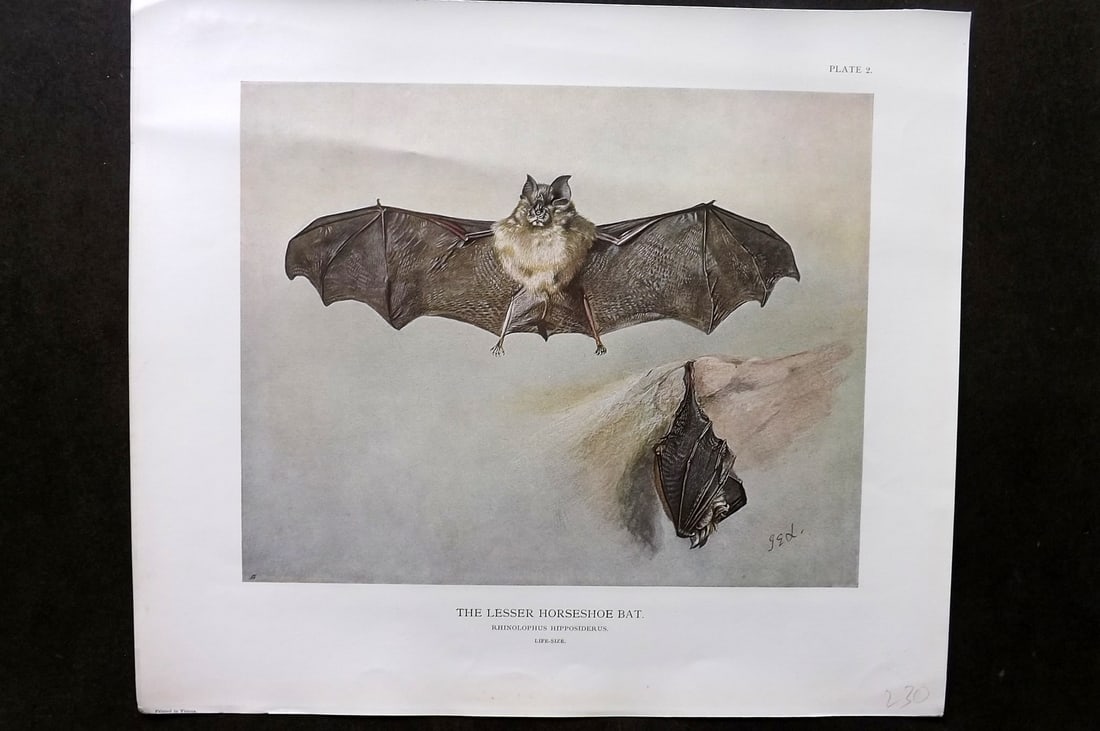 Millais, John 1904 Rare Folio Print. Lesser Horseshoe Bat (1 of 1)