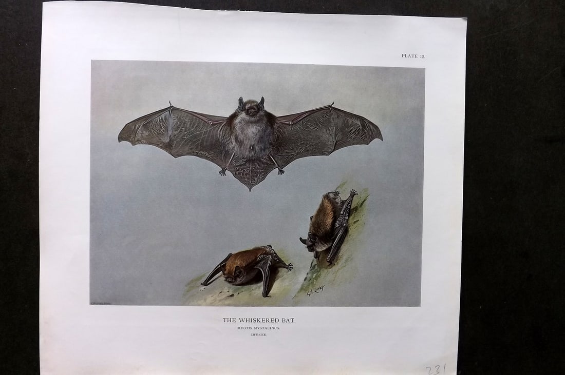 Millais, John 1904 Rare Folio Print. Whiskered Bat (1 of 1)