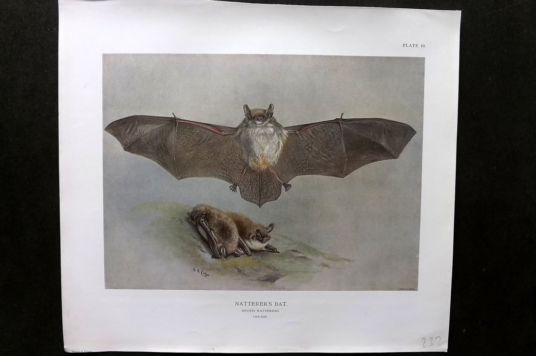 Millais, John 1904 Rare Folio Print. Natterer's Bat: Folio Offset Lithograph Published 1904, London for "The Mammals of Great Britain and Ireland" by John Guille Millais. Illustrated by Archibald Thorburn, George Lodge and the Author. Rare - Limited Edi