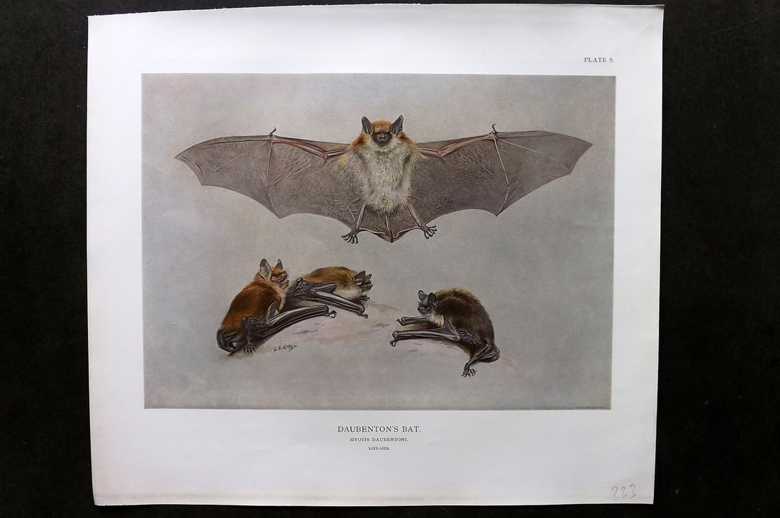 Millais, John 1904 Rare Folio Print. Daubenton's Bat: Folio Offset Lithograph Published 1904, London for "The Mammals of Great Britain and Ireland" by John Guille Millais. Illustrated by Archibald Thorburn, George Lodge and the Author. Rare - Limited Edi