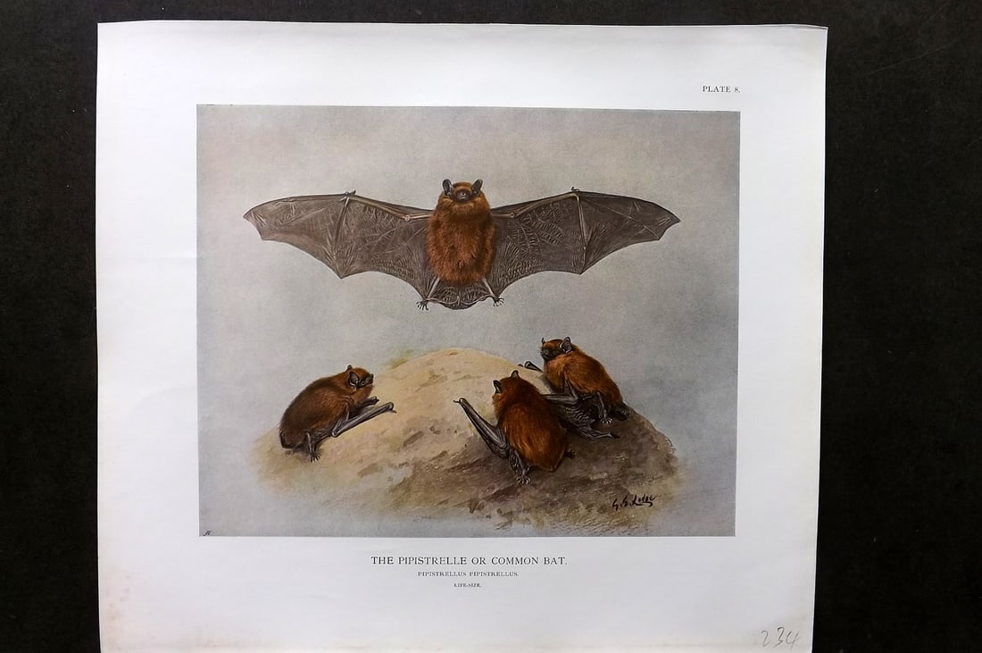 Millais, John 1904 Rare Folio Print. Pipistrelle or Common Bat: Folio Offset Lithograph Published 1904, London for "The Mammals of Great Britain and Ireland" by John Guille Millais. Illustrated by Archibald Thorburn, George Lodge and the Author. Rare - Limited Edi