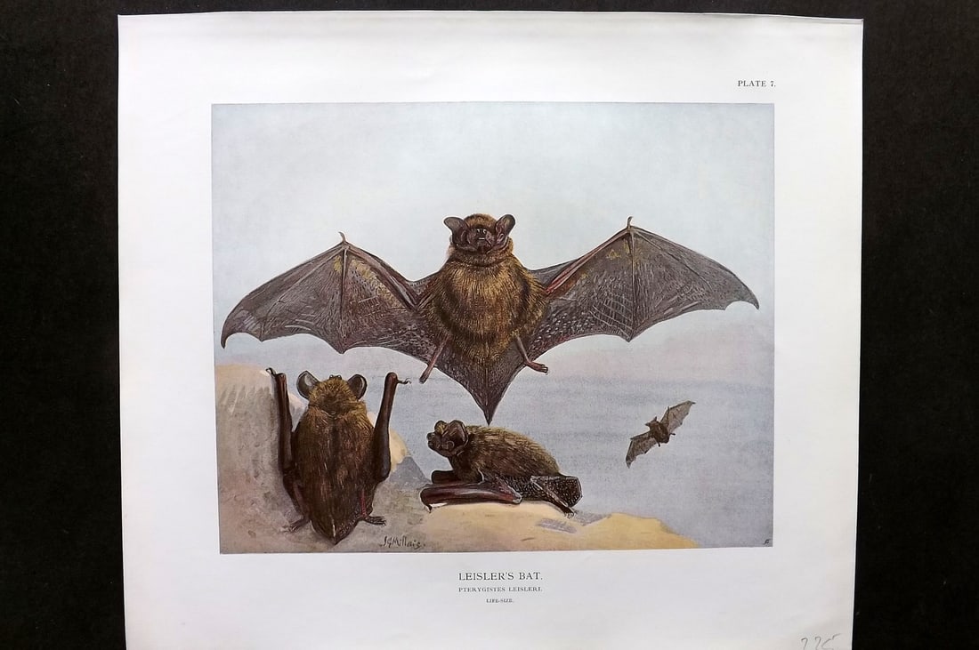 Millais, John 1904 Rare Folio Print. Leisler's Bat: Folio Offset Lithograph Published 1904, London for "The Mammals of Great Britain and Ireland" by John Guille Millais. Illustrated by Archibald Thorburn, George Lodge and the Author. Rare - Limited Edi