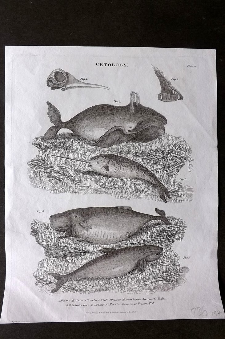 Oxford Encyclo. 1828 Print. Whales & Narwhal (1 of 1)