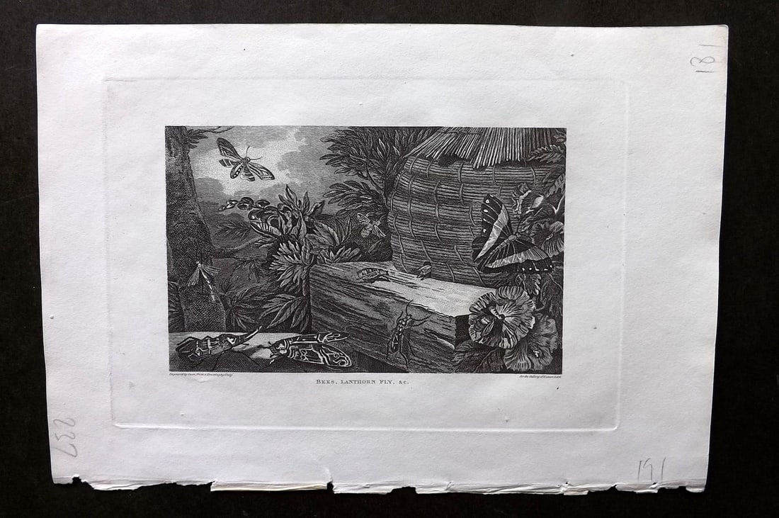 Polehampton, Edward 1823 Print. Bees, Lanthorn Fly: Copper Plate Published 1823, London for "The Gallery of Nature and Art: or, A Tour Through Creation and Science" by the Rev. Edward Polehampton & John M. Good. Paper Size: 10 x 7 inch (26 x 18cm) Marg