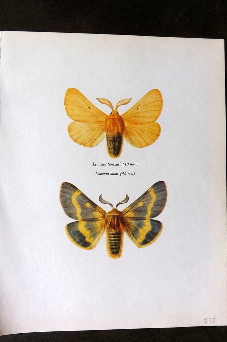 Prochazka, Frantisek 1966 Vintage Moth Print. Lemonia Taraxaci & dumi (1 of 1)