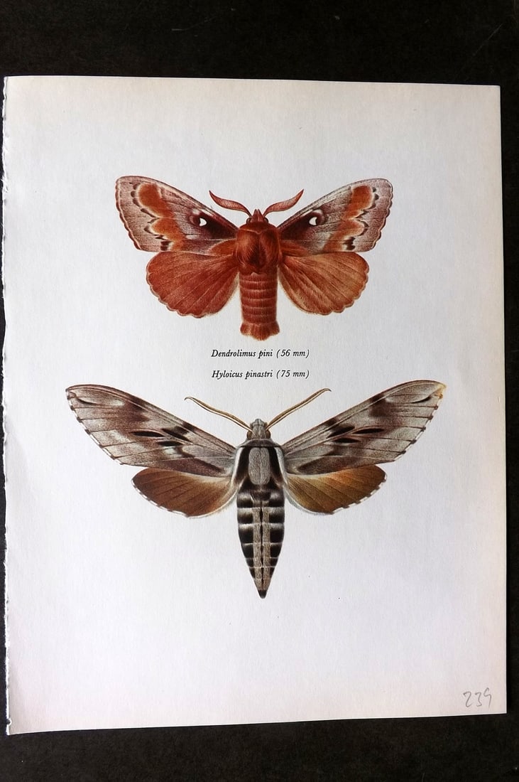 Prochazka, Frantisek 1966 Vintage Moth Print. Pine Lappet & Hawk Moth (1 of 1)
