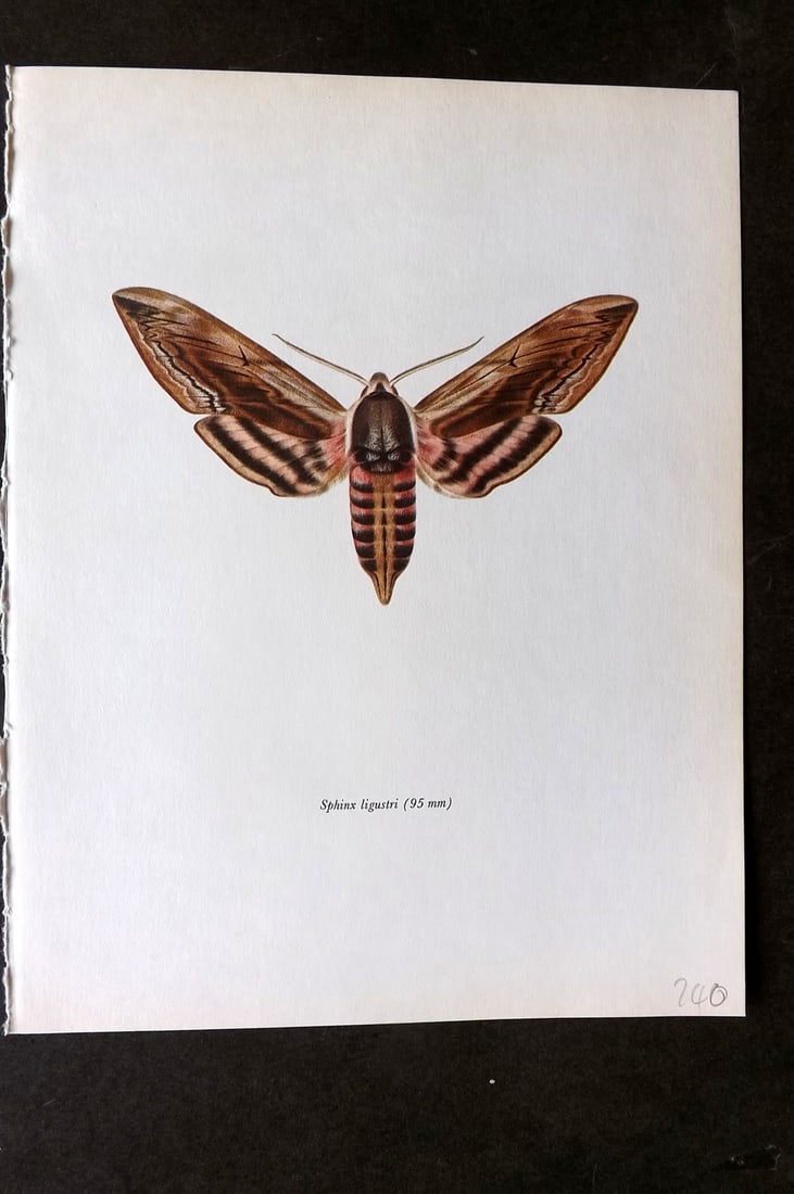 Prochazka, Frantisek 1966 Vintage Moth Print. Privet Hawk (1 of 1)