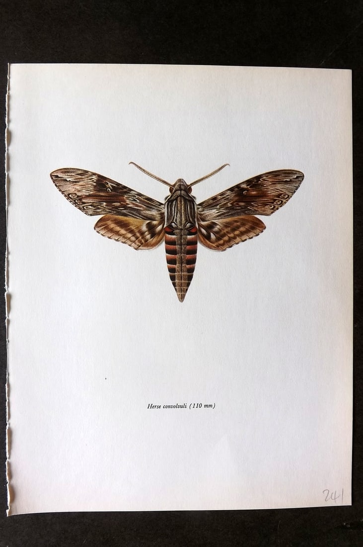 Prochazka, Frantisek 1966 Vintage Moth Print. Convolvulus Hawk (1 of 1)