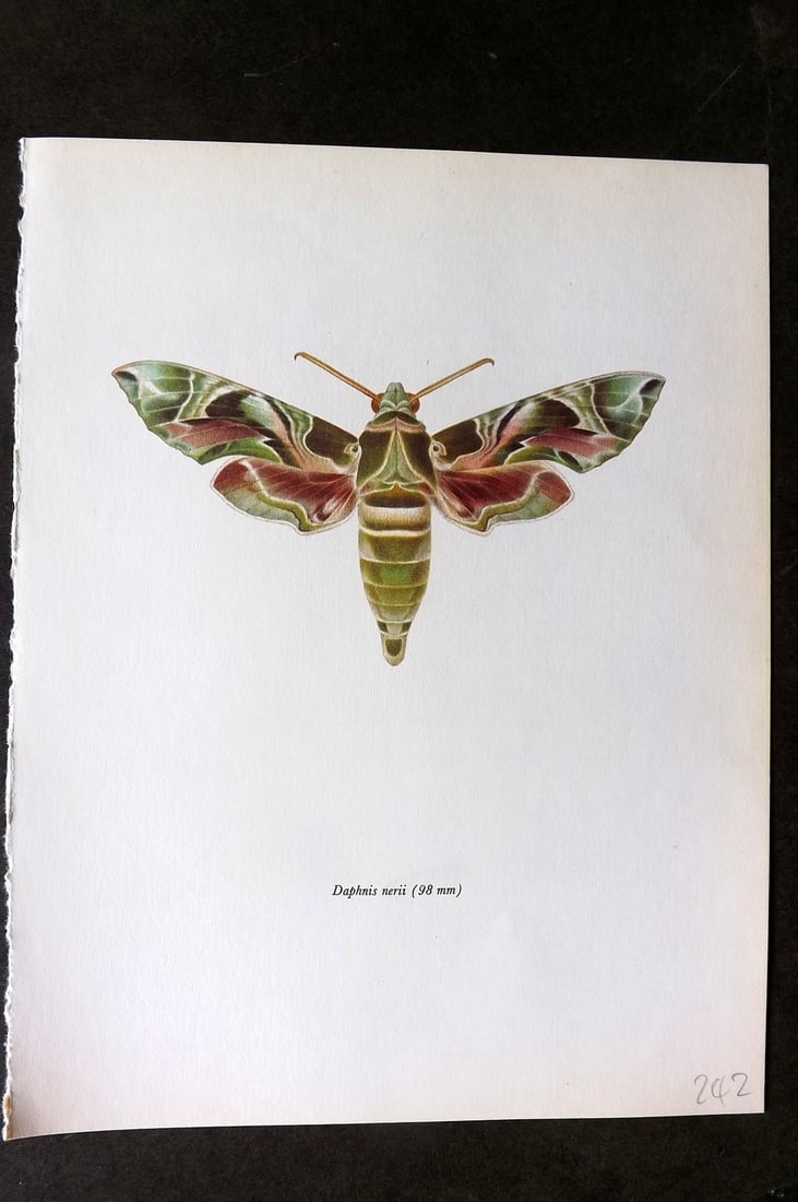 Prochazka, Frantisek 1966 Vintage Moth Print. Oleander Hawk (1 of 1)