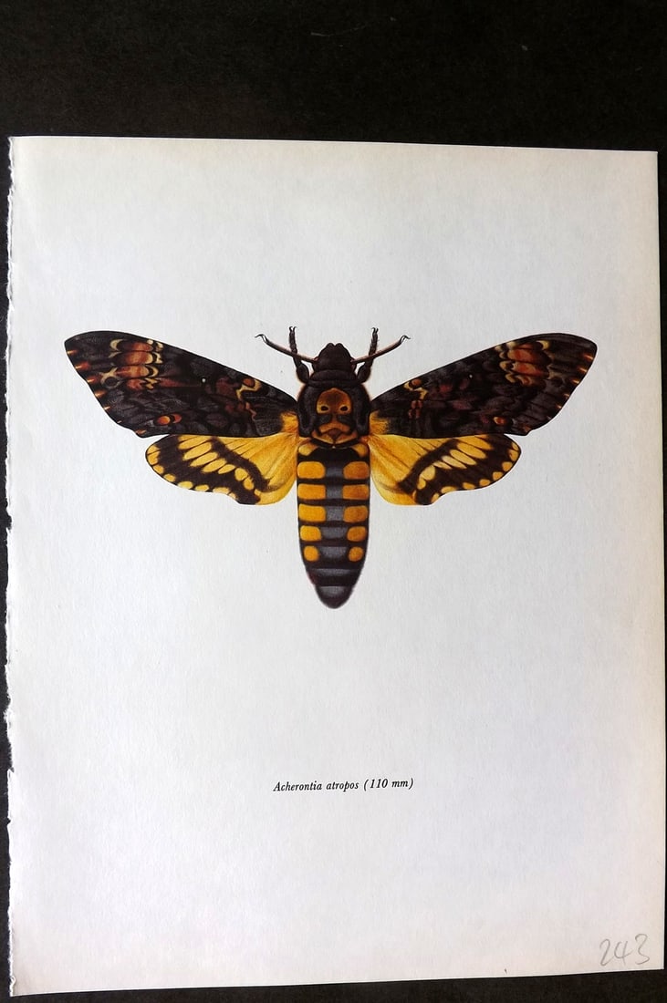 Prochazka, Frantisek 1966 Vintage Moth Print. Death's Head Hawk: Vintage Offset Lithograph Published 1966, London for "Beautiful Moths" by J. Moucha. Illustrated by Frantisek Prochazka. Descriptive text to verso, but this relates to the adjacent plate. On nice wove