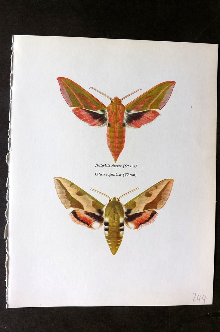 Prochazka, Frantisek 1966 Vintage Moth Print. Elephant & Spurge Hawk (1 of 1)