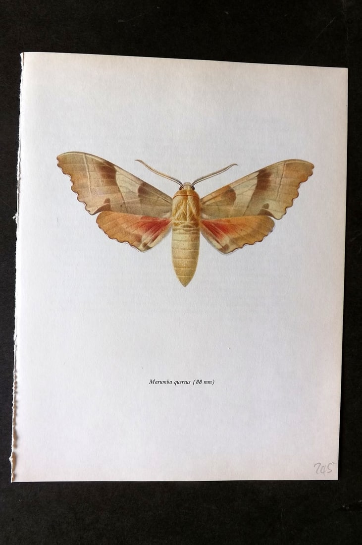 Prochazka, Frantisek 1966 Vintage Moth Print. Oak Hawk (1 of 1)