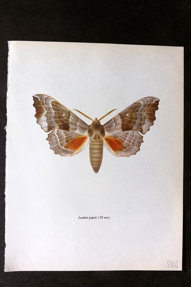 Prochazka, Frantisek 1966 Vintage Moth Print. Poplar Hawk: Vintage Offset Lithograph Published 1966, London for "Beautiful Moths" by J. Moucha. Illustrated by Frantisek Prochazka. Descriptive text to verso, but this relates to the adjacent plate. On nice wove