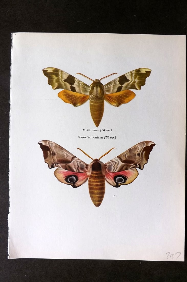 Prochazka, Frantisek 1966 Vintage Moth Print. Lime & Eyed Hawk (1 of 1)