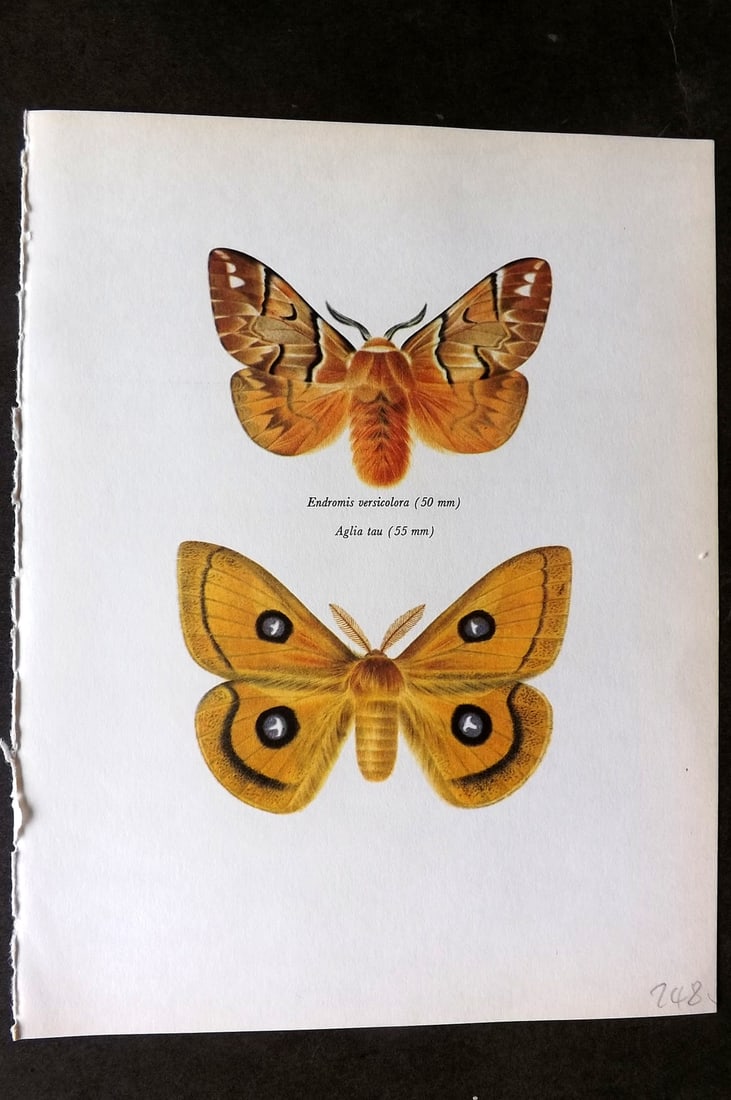 Prochazka, Frantisek 1966 Vintage Moth Print. Kentish Glory & Tau Emperor (1 of 1)