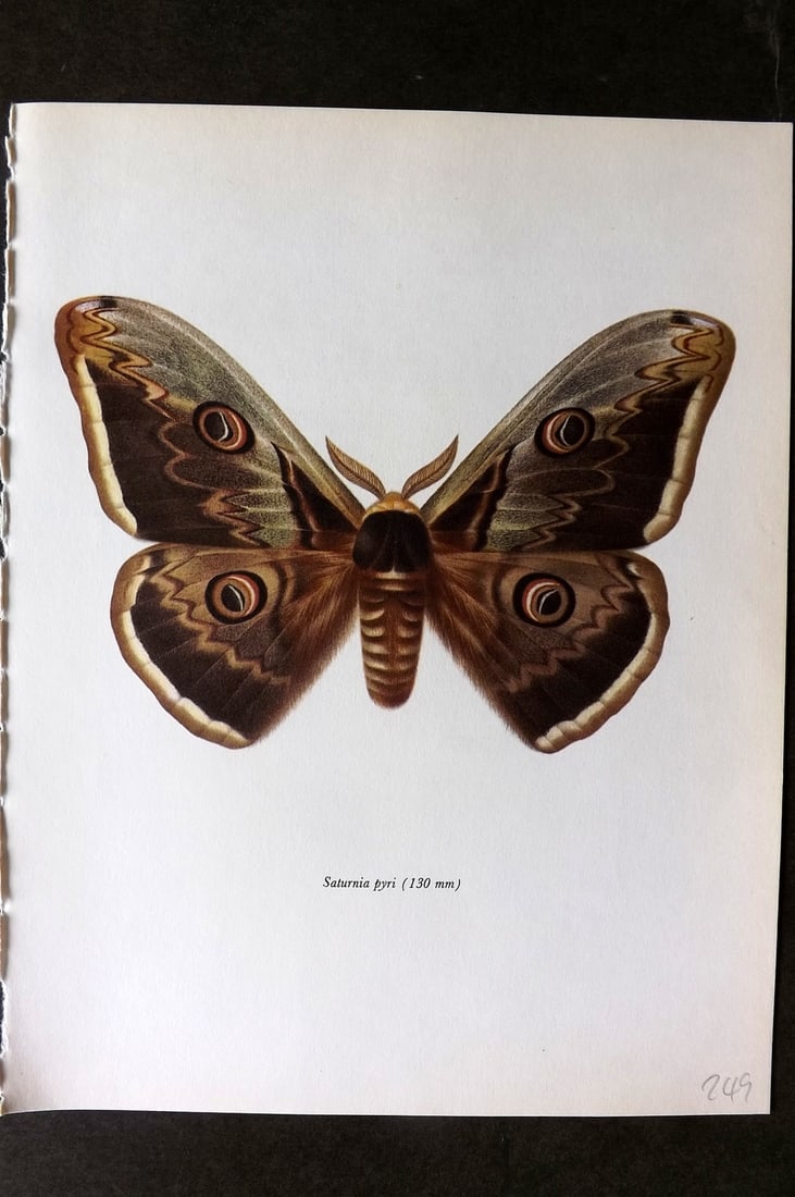 Prochazka, Frantisek 1966 Vintage Moth Print. Great Peacock (1 of 1)