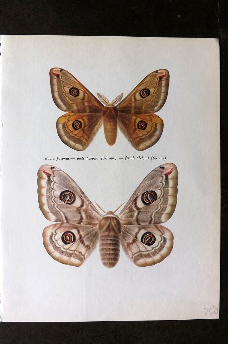 Prochazka, Frantisek 1966 Vintage Moth Print. Emperor Moth (1 of 1)