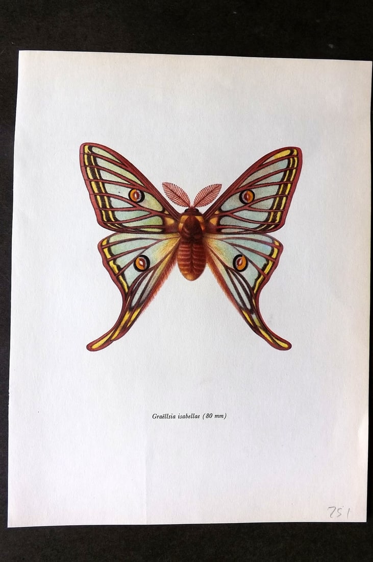 Prochazka, Frantisek 1966 Vintage Moth Print. Graellsia Isabelle (1 of 1)