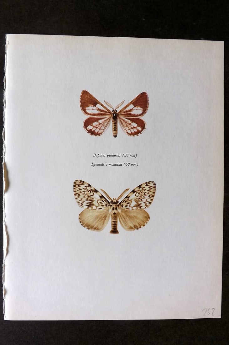 Prochazka, Frantisek 1966 Vintage Moth Print. Bordered White & Black Arches (1 of 1)
