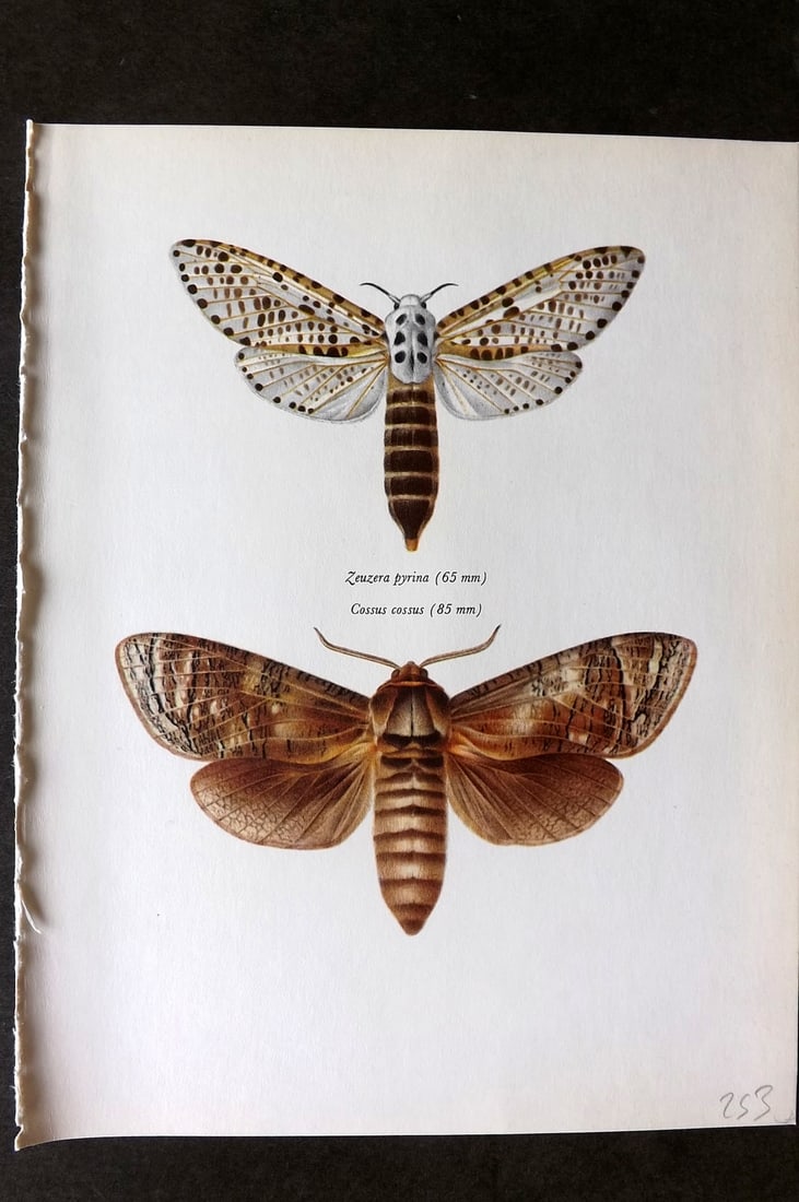 Prochazka, Frantisek 1966 Vintage Moth Print. Leopard & Goat Moths: Vintage Offset Lithograph Published 1966, London for "Beautiful Moths" by J. Moucha. Illustrated by Frantisek Prochazka. Reverse side blank. Paper Size: 10 x 8 inch (26 x 20cm) Good Condition