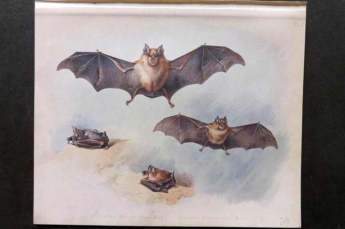 Thorburn, Archibald 1920 Rare Folio Print. Greater & Lesser Horseshoe Bats 01 (1 of 1)