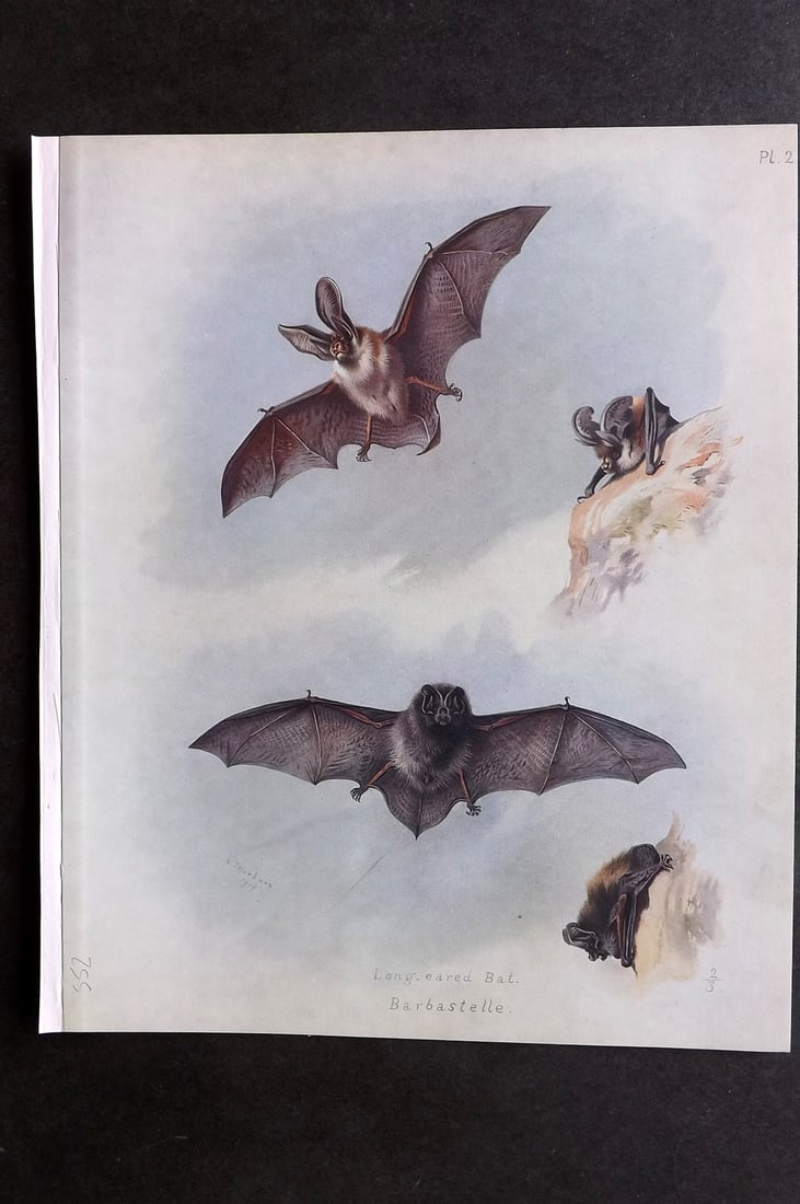 Thorburn, Archibald 1920 Rare Folio Print. Long Eared & Barbastelle Bats 02 (1 of 1)