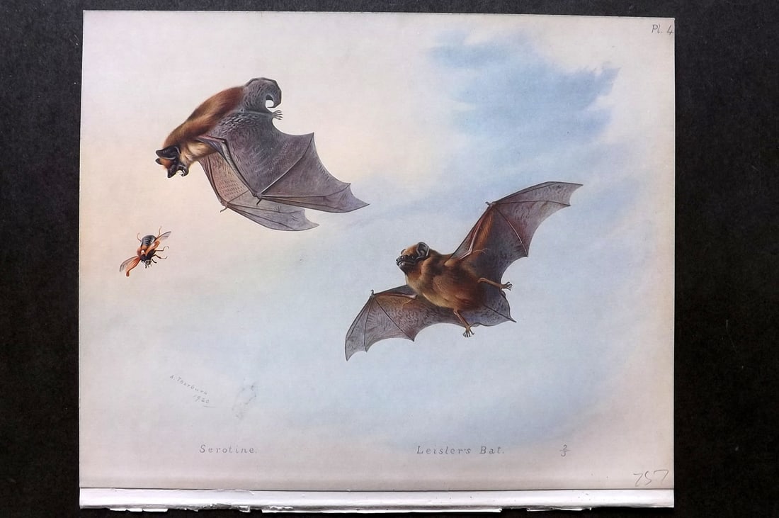 Thorburn, Archibald 1920 Rare Folio Print. Serotine & Leisler's Bats 04 (1 of 1)