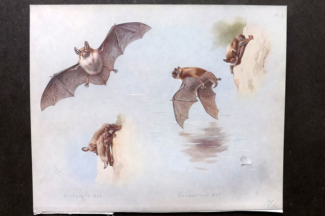Thorburn, Archibald 1920 Rare Folio Print. Natterer;s & Daubenton's Bats 05 (1 of 1)